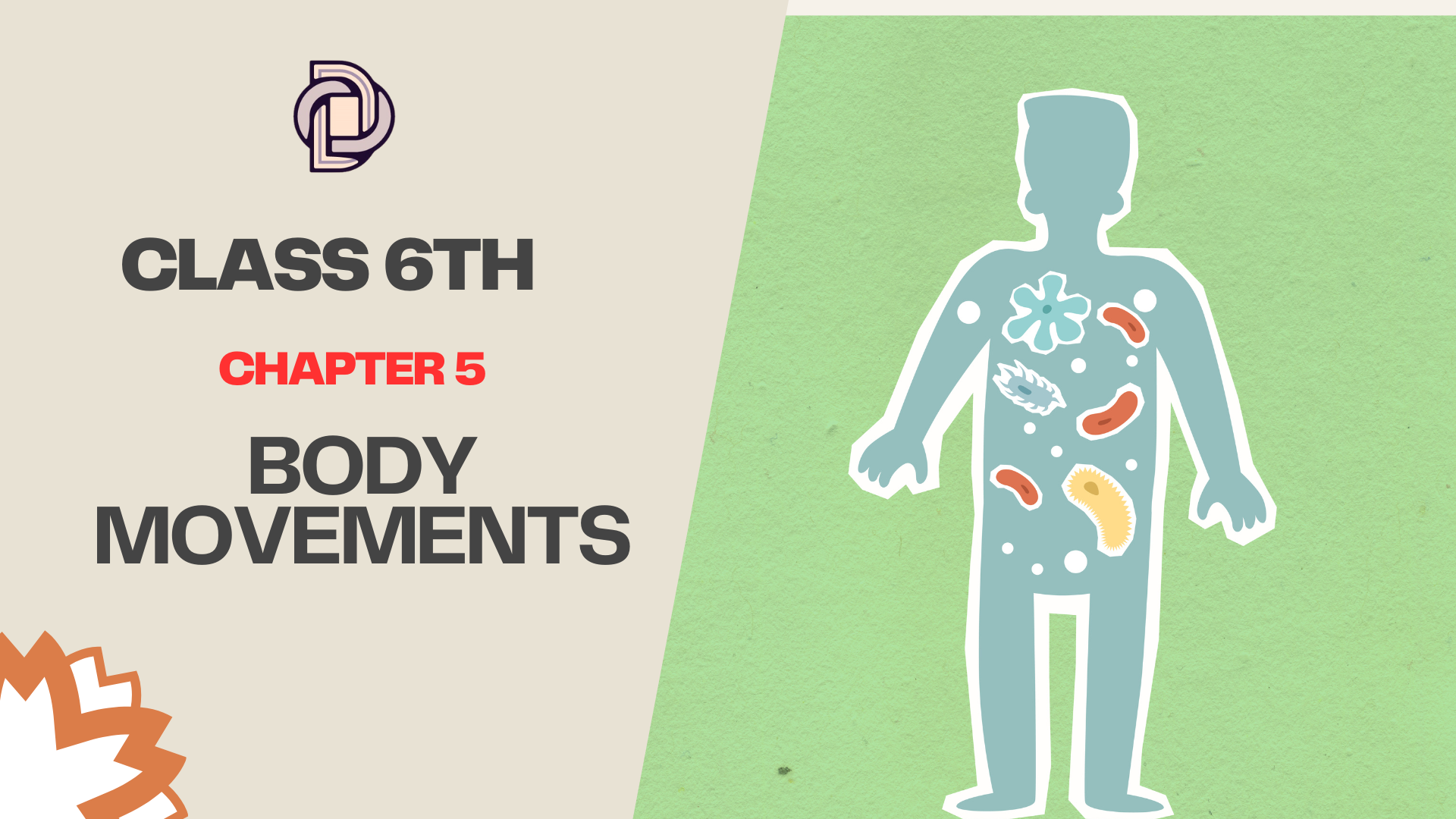 Solution of Body Movements Class 6th