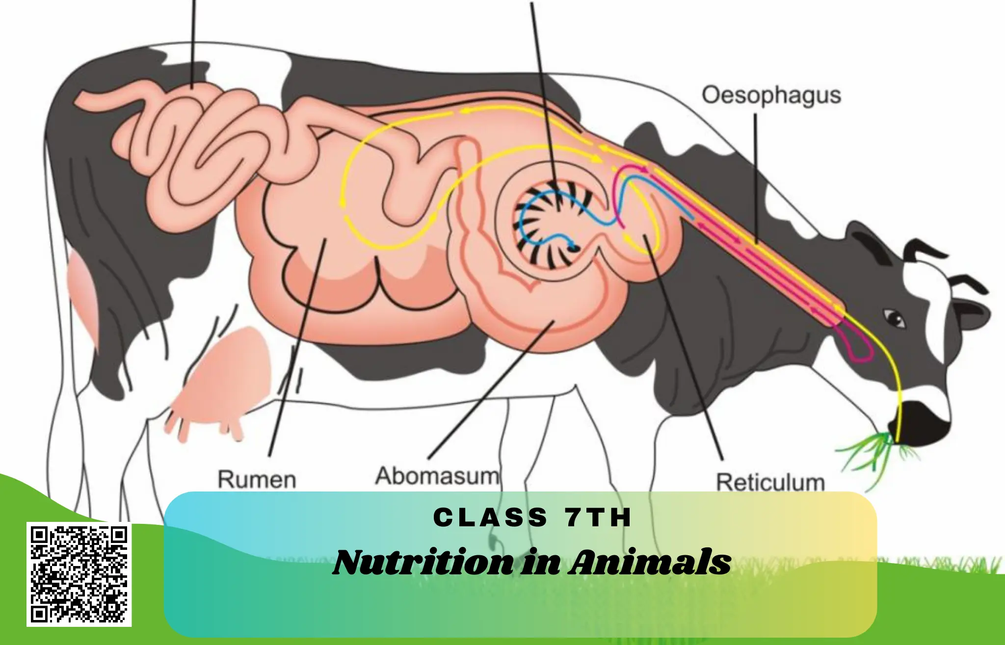 NCERT Solutions for Class 7 Science Chapter 2 – Nutrition in Animals ...