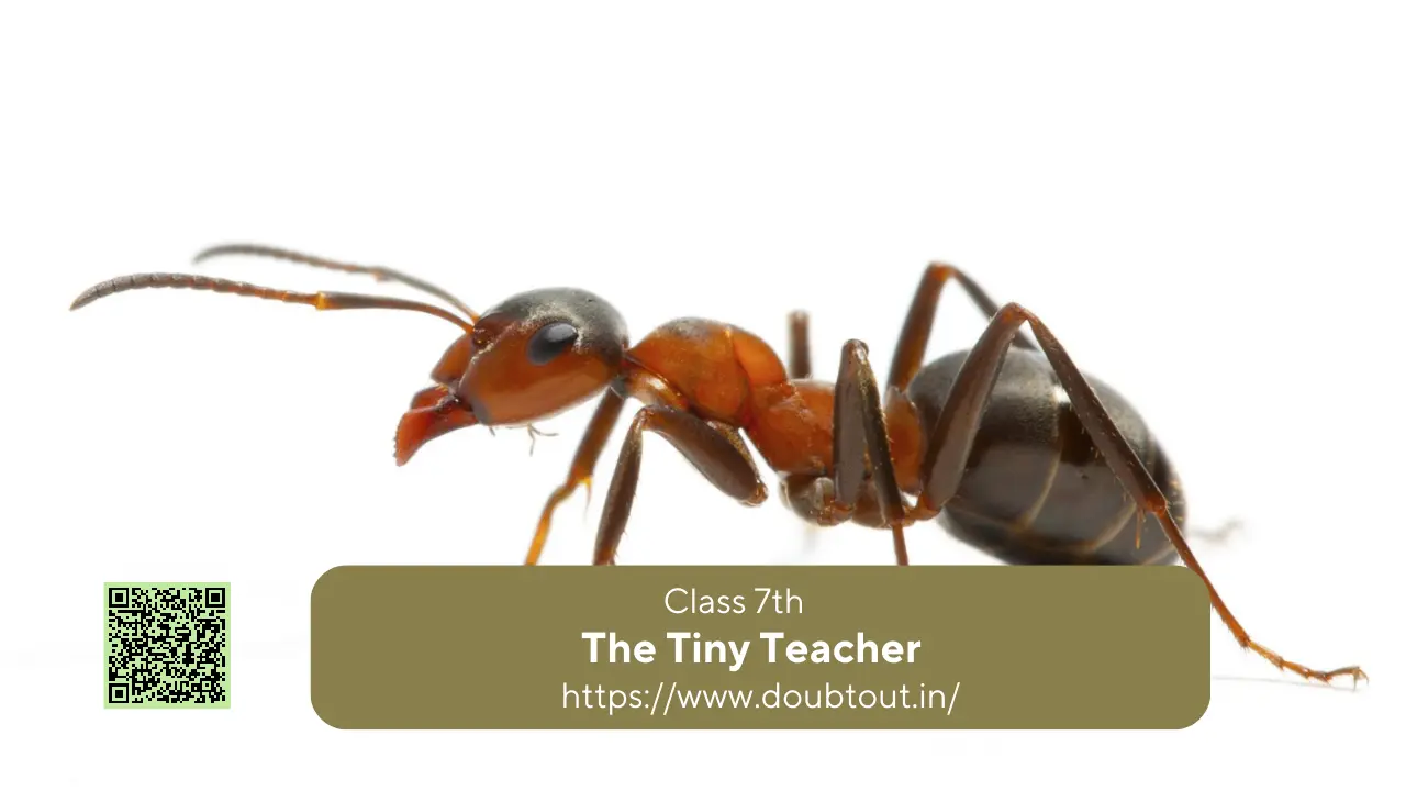 NCERT Solutions for Class 7 English Chapter 1 The Tiny Teacher