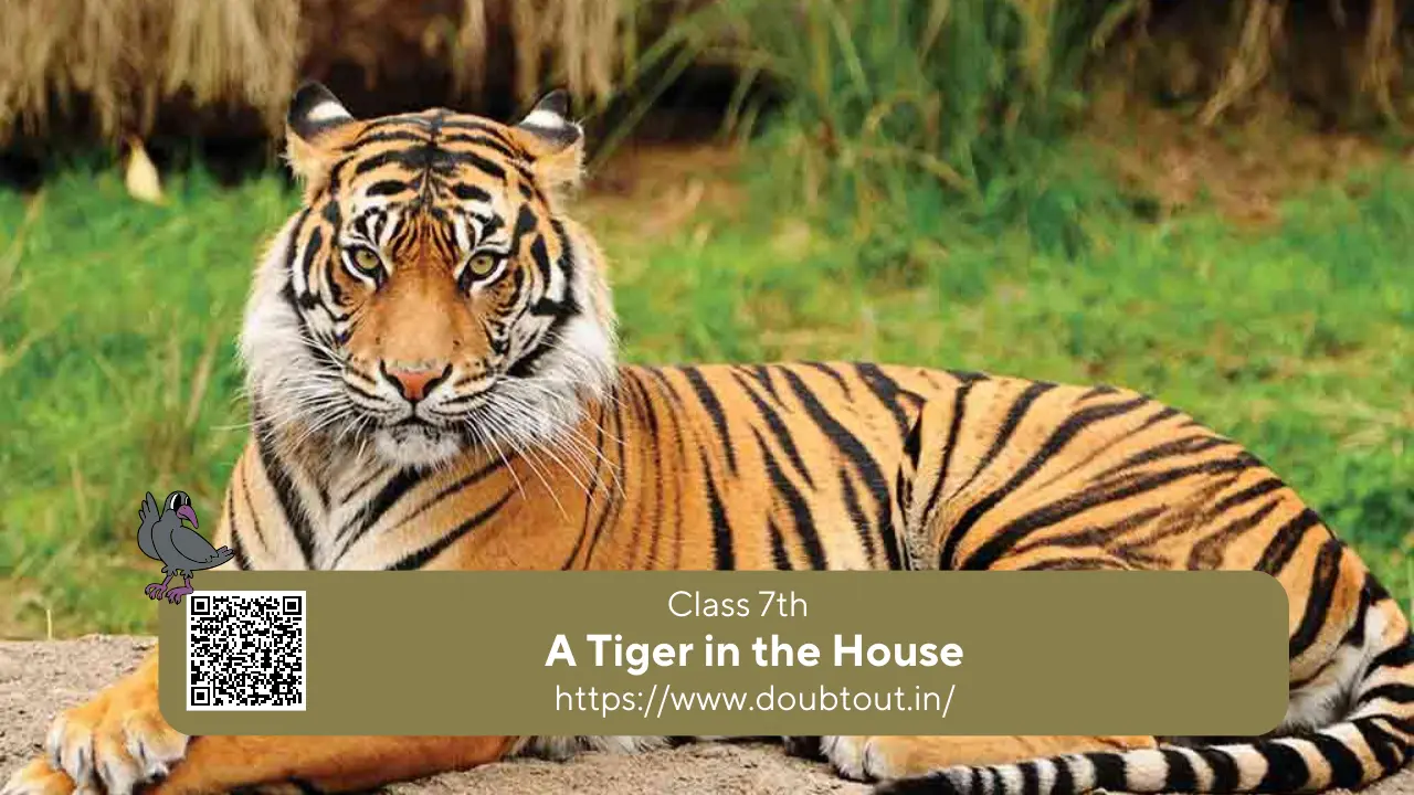 NCERT Solutions for Class 7 English Supplementary Chapter 6 A Tiger in the House