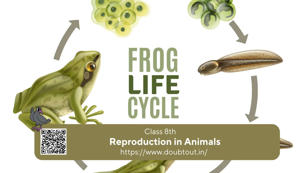 NCERT Solutions for Class 8 Science Chapter 5 Reproduction in Animals