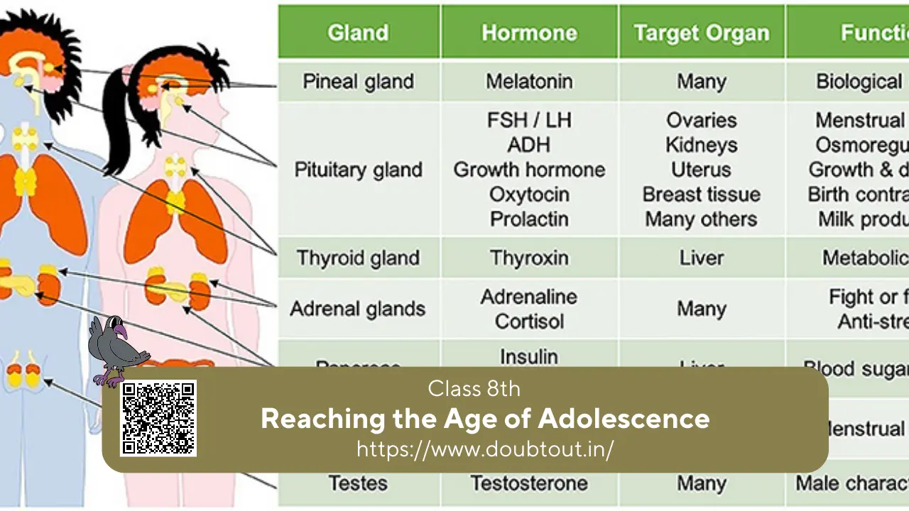 Adolescence