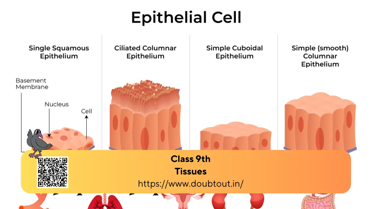 NCERT Solutions for Class 9 Science Chapter 6: Tissues (Updated Pattern)